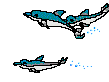 Dolphins Swimming